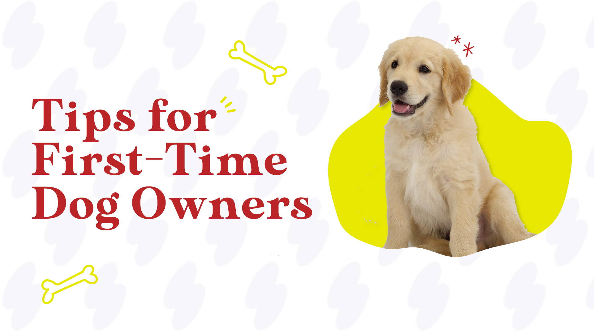 sharing-essential-tips-for-first-time-dog-owners-pawsionate