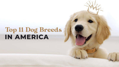Top 11 Most Popular Dog Breeds in The US