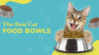 How to Pick The Best Cat Food Bowls