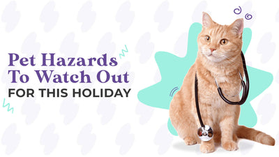 Pet Parents Should Watch Out These Pet Hazards For This Holiday