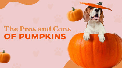 Pumpkins and Pets: The Pros and Cons You Should Know