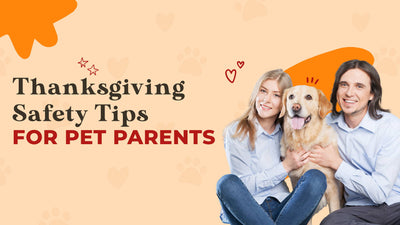 Thanksgiving Safety Tips You Should Know for Dogs and Cats