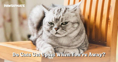 Do Cats Get Upset When You’re Away? Feline Feelings Explained