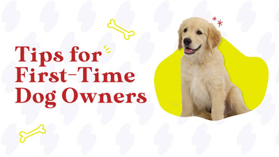 Sharing Essential Tips For First-Time Dog Owners
