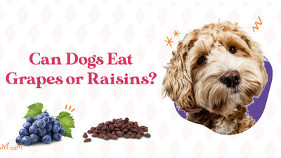 Can Dogs Eat Grapes Or Raisins?
