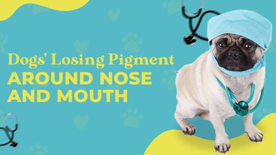 3 Reasons Cause Dogs' Losing Pigment Around Nose and Mouth