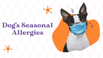 Is Your Dog Suffering From Seasonal Allergies