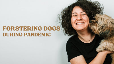 What You Should Know When Fostering Dogs During Pandemic