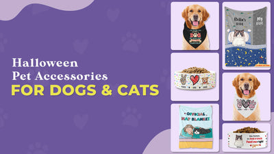 Halloween Pet Accessories for Dogs and Cats