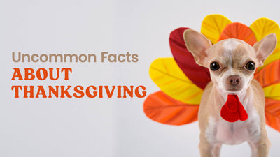Uncommon Facts About Thanksgiving That Will Surprise You