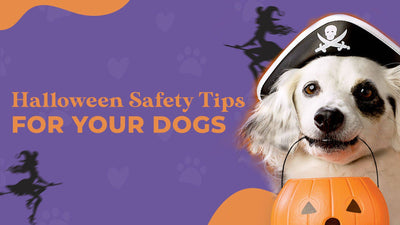 10 Halloween Safety Tips: Better Treat than Trick with Your Pets