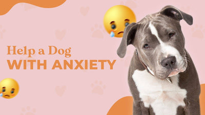 How To Help a Dog With Anxiety