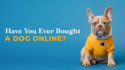 Have You Ever Bought a Dog Online?