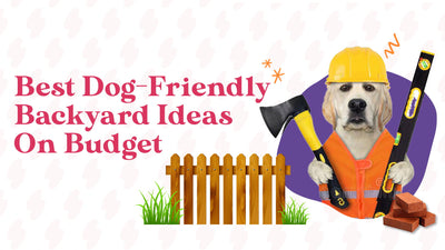 5 Best Dog-Friendly Backyard Ideas On Budget
